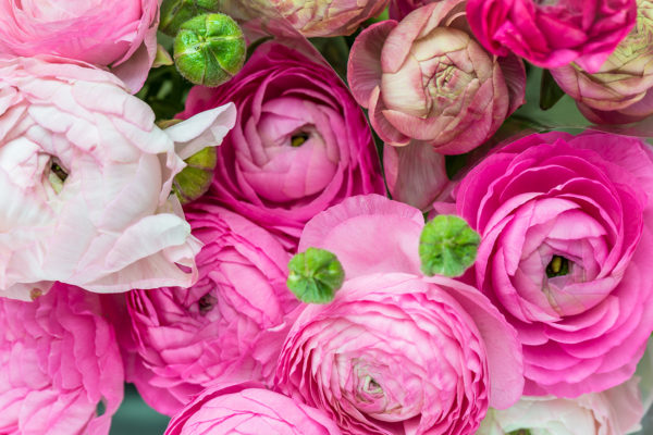 Close up of Pink Ranunculus Buttercup Flowers , Spring or Mothers Day Concept